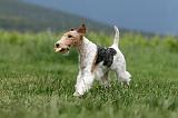 FOX TERRIER 684